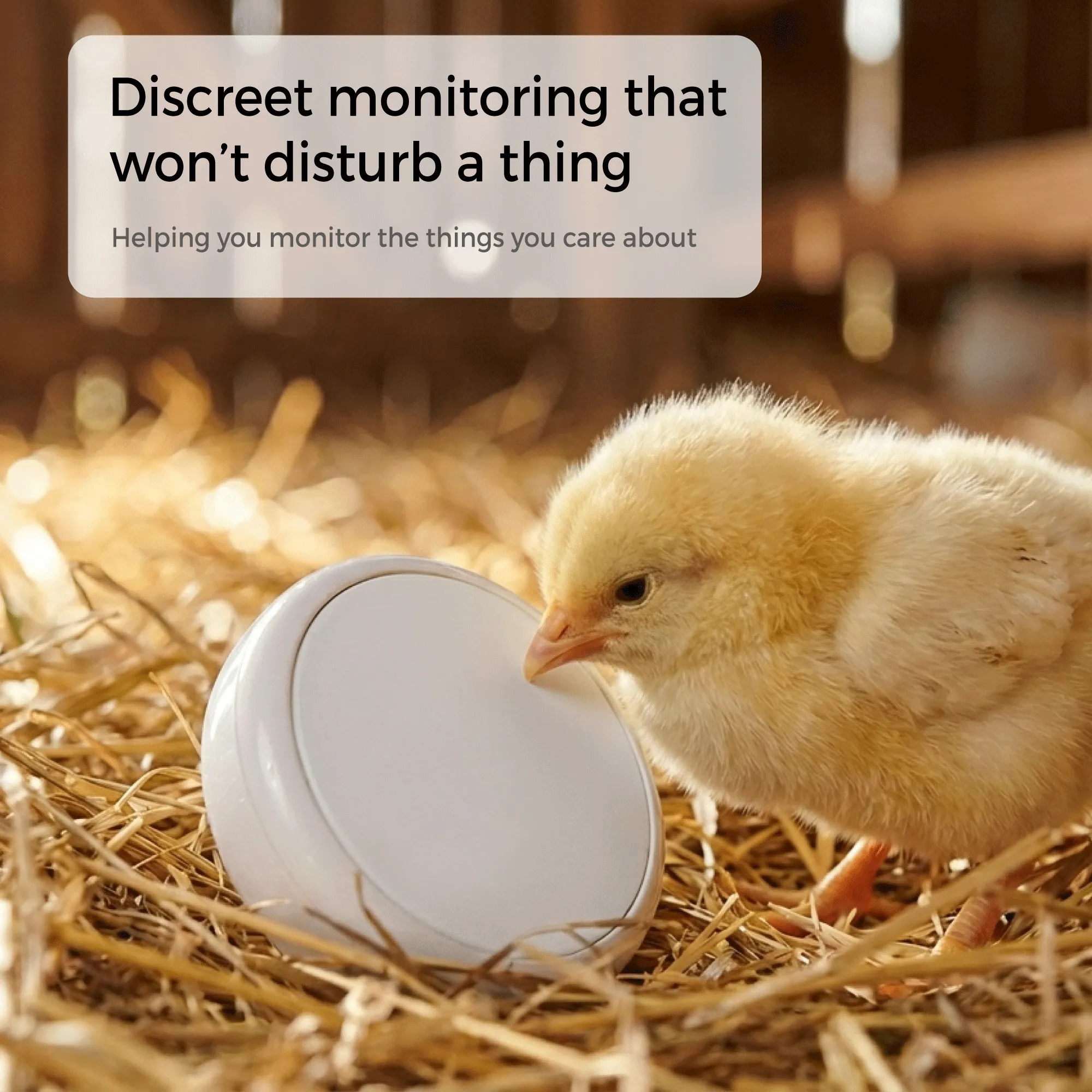 Agriculture monitoring - Livestock temperature tracking